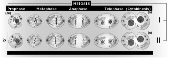 Ilustración: Etapas de la meiosis