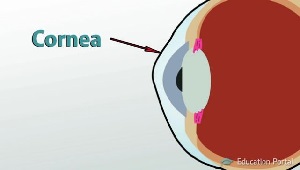 Imagen de Córnea