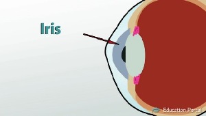 Imagen de Iris