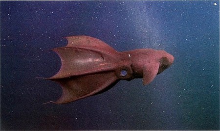 Una fotografía de un calamar vampiro rojo rodeado de luminiscencia en las profundidades del mar.