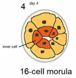 Morula de 16 celdas