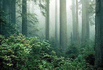 Floresta Redwood