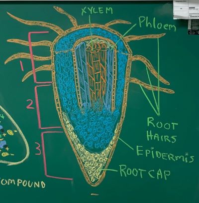 Los pelos radicales son una extensión de la epidermis de las raíces de las plantas que se encuentran en la zona de maduración de la raíz.