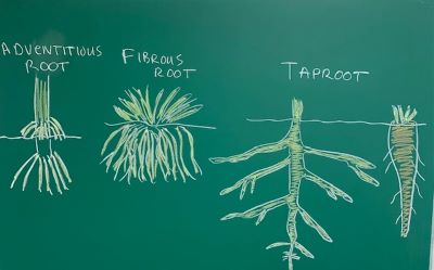 Las raíces fibrosas, las raíces laterales y las raíces adventicias son tres tipos comunes de sistemas de raíces que se encuentran en las plantas terrestres.