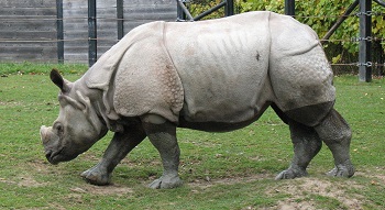 Rinoceronte indio