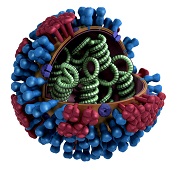 Modelo informático de la ultraestructura de la influenza