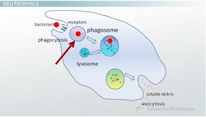 Neutrófilos y fagocitosis