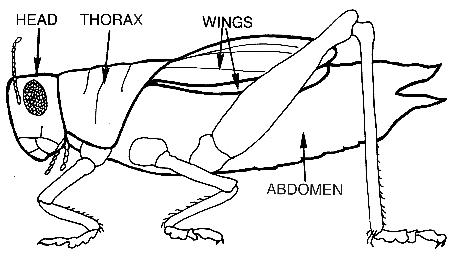 Dibujo de la anatomía básica de un saltamontes