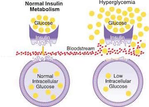 insulina