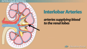 Arterias interlobares