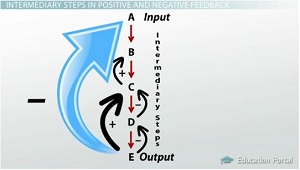 Pasos intermedios