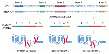 Los intrones se pueden mantener o eliminar del ARNm, lo que da como resultado diferentes estructuras de proteínas.