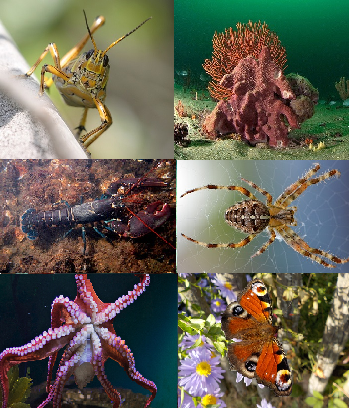 Imagen de un saltamontes, una esponja marina, una langosta, una araña, un pulpo y una mariposa