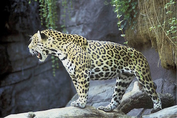 pantera
