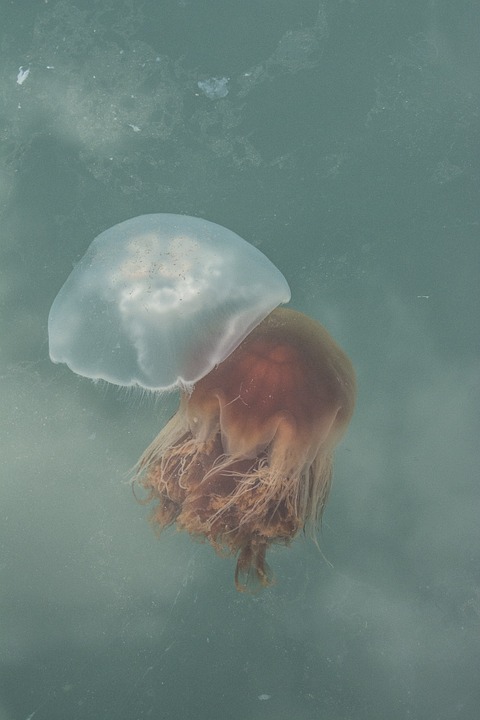 Vida oceánica