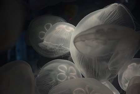 Las medusas blancas se apiñaban.