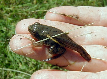 Rana juvenil