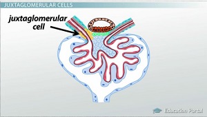 Ubicación de la célula yuxtaglomerular