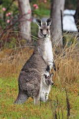 Una madre canguro con un bebé en su bolsa es probablemente uno de los marsupiales más reconocibles.
