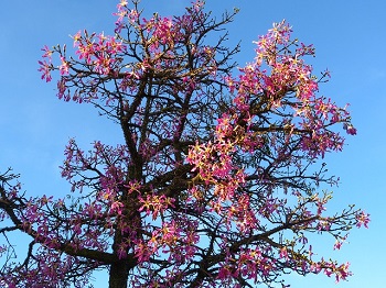 Árbol de Kapok