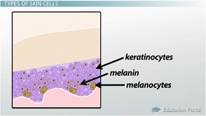 Los queratinocitos almacenan melanina