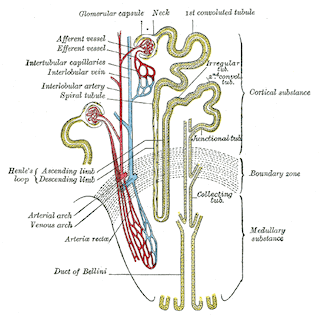 sistema de nefronas