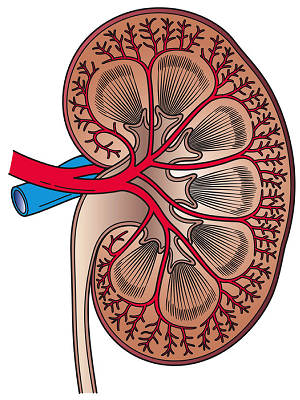 arteria renal