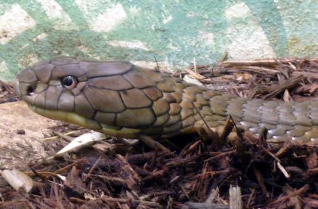 Primer plano de la cabeza de la cobra real en astillas de madera