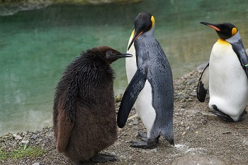 Bebé pingüino rey
