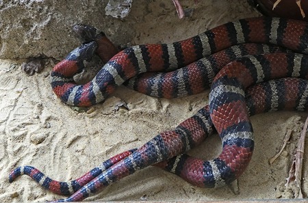Fotografía en color de una serpiente rey.