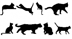 8 gatitos