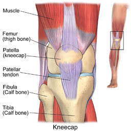 Anatomía de la rodilla