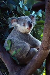 Un oso koala.