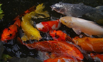 Varios koi japoneses coloridos en un estanque