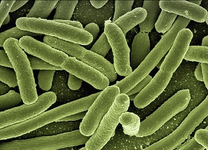 mi. coli