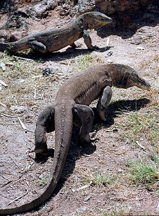 Dos dragones de Komodo en un ambiente seco