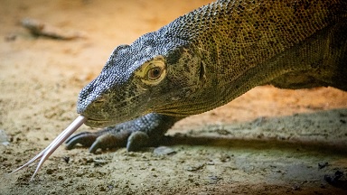 Un primer plano de la cara de un dragón de Komodo con la lengua bífida afuera