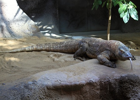 Un lagarto grande en un recinto del zoológico