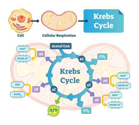 Ciclo de TCA