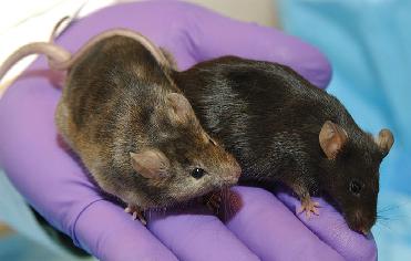 ratón de laboratorio