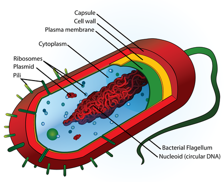 Diagrama de una célula bacteriana.