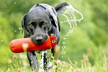 Perro perdiguero de labrador negro