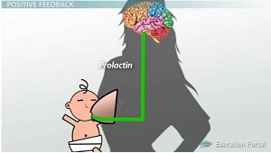 Comentarios sobre la lactancia