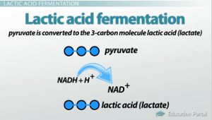 Proceso de fermentación del ácido láctico