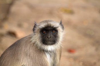 Langur