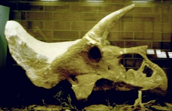 Ejemplo de un cráneo de Triceratops