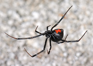 viuda negra