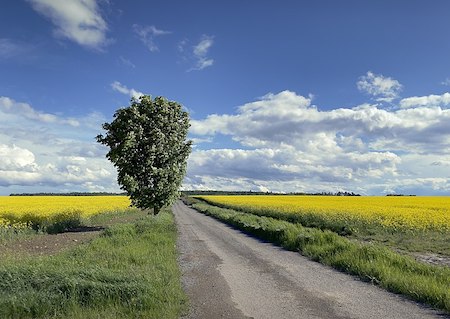 Un paisaje de un camino que disecciona el medio de la composición que incluye flores amarillas y cielo.
