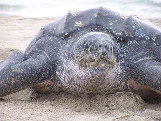 tortuga laúd