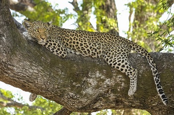 Leopardo